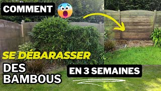 Fini le bambou  solution simple qui fonctionne👍🌿 [upl. by Cirded]