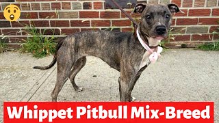 Whippet Pitbull MixBreed  Whats their Behavior and Temperament [upl. by Candi]