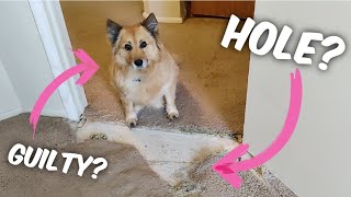 How to patch carpet how to repair carpet carpettoolzcom [upl. by Baerl368]