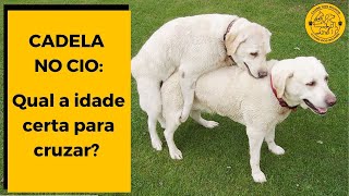 CADELA NO CIO Qual a IDADE CERTA para CRUZAR [upl. by Anires]