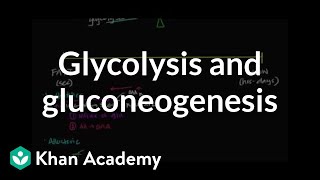 Regulation of glycolysis and gluconeogenesis  Biomolecules  MCAT  Khan Academy [upl. by Yentruoc]