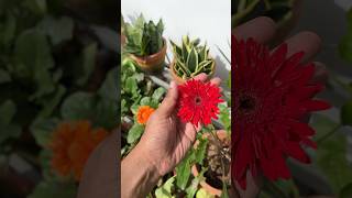 Gerbera plant  jishnuuthaman floweringplants garden homegardens [upl. by Els]