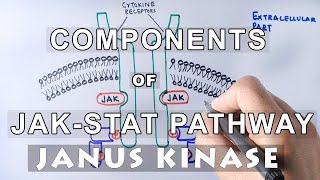 Components of JAKSTAT Pathway  JANUS KINASE amp STAT [upl. by Ahsini]