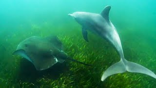 Dolphins Use Stingrays to Hunt Octopus  Ocean Giants  BBC Earth [upl. by Rexanna]