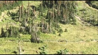 Video Hikers run from a grizzly bear in Glacier National Park [upl. by Frederik873]