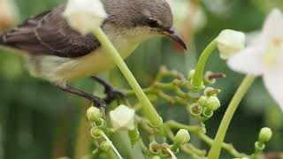 Nile valley sunbird on Indian cork tree [upl. by Eizzik]