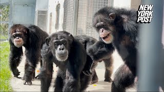 Vanilla the chimp caged for entire life sees sky for first time in heartwarming video [upl. by Anitak]