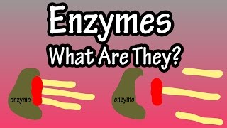 Enzymes  What Are Enzymes How Do They Work  Functions Of Enzymes In The Body [upl. by Lairret495]