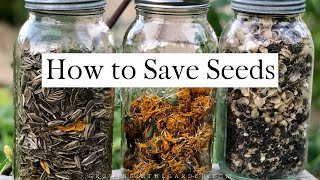 How to SAVE SEEDS Seed saving TIPS and EXAMPLES [upl. by Baggott]