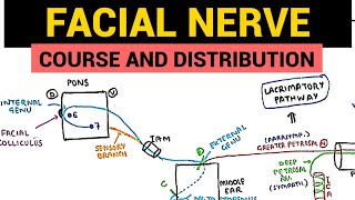 Facial Nerve Anatomy  1  Course and Distribution [upl. by Ahseiat]