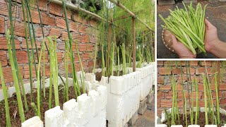 How to grow asparagus at home quickly for harvest [upl. by Aurore750]