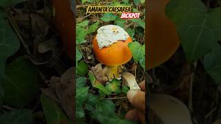 Amanite des césars 2024  Jackpot ⭐️ Jim Jim nature asmr champignons [upl. by Merla791]