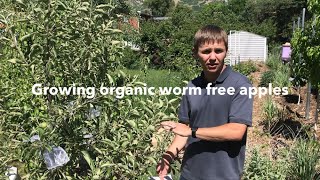 Bagging fruit for worm free organic apples and pears [upl. by Danell]