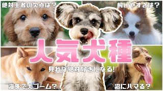 【2023】人気犬種ランキングTOP10！見れば絶対好きになる王者たちの魅力 [upl. by Teeniv]