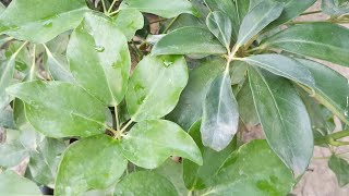 schefflera plant how to care and tips 🌿 [upl. by Ahsienaj164]