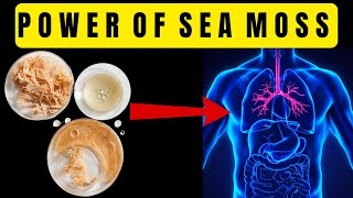 Amazing Health Benefits of SEA MOSS  Sea Moss GEL  15 SURPRISING Amazing SEA MOSS Benefits [upl. by Gebhardt]