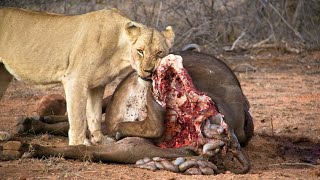 Lioness and her buffalo kill  full video with sound [upl. by Nerhe]