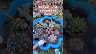 Seasol and powerfeed bath for my Cacti collection  bikolanahardinera shortvideo cactus [upl. by Naenaj500]