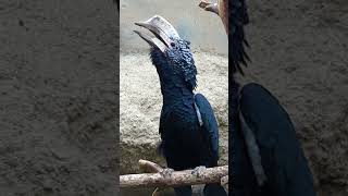 Nashornvogel Hornbill Sound Call Crying shorts funny animals [upl. by Errehs]