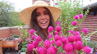 Harvesting amp Drying Gomphrena  Container Gardening [upl. by Hartmunn]