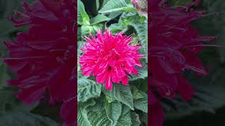 Beautiful scarlet bee balm Flower  Wild Bergamot Monarda short flower flowers plants garden [upl. by Jobey]