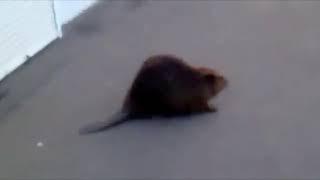 Slavic Beaver Meme Compilation [upl. by Vaientina]