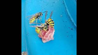 Green wasps are cutting meat and then carrying its nest waspinsectsnatureeatinginsects bee [upl. by Silsby]