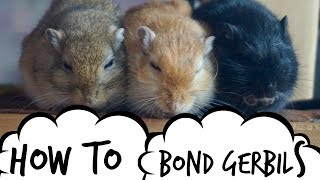 Gerbil Care  Bonding amp Behaviour  Split Cage Method [upl. by Nosreip366]