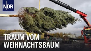 Endspurt auf der Weihnachtsbaumplantage  Die Nordreportage  NDR Doku [upl. by Bullis]