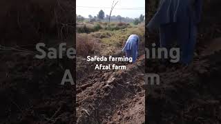 Safeda farming [upl. by Anyzratak647]