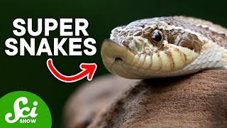 6 Sneaky Snakes That Might Freak You Out [upl. by Ahsiuqet284]