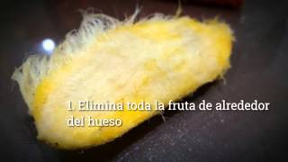 Aprende a germinar semilla de mango en 6 pasos Huerto Cereza [upl. by Meaghan262]