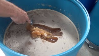 Turning crystalized honey into liquid easily [upl. by Joseph]