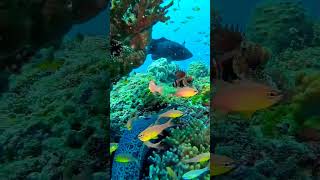 Moray Eel Trying To Attack Venomous Lionfish Unbelievable Underwater Battle 🐟💥 [upl. by Hawkie570]