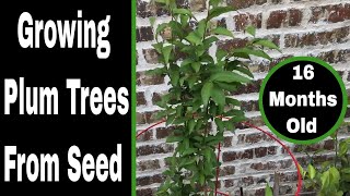 How To Grow Plum Trees From Seed Almost 16 Months Old Now [upl. by Netsuj]