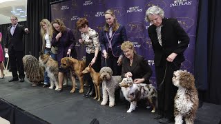 7 New Breeds added to the Westminster Kennel Club Dog Show 2016 [upl. by Ataliah181]