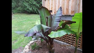 Red Abyssinian Banana in a Northern garden [upl. by Ecyak813]