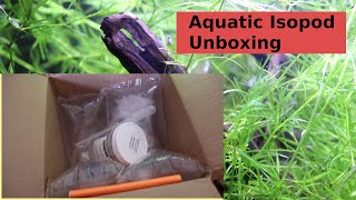 Aquatic Isopod Unboxing quotWaterlousequot  Asellus Aquaticus  quotAquatic Sowbugquot  quotWater Hoglousequot [upl. by Selwyn837]