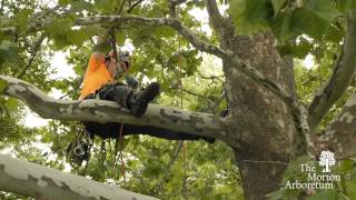 A Day in the Life of an Arborist [upl. by Scoville]