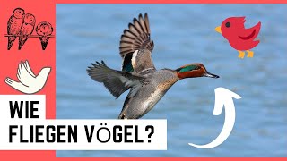 Wie fliegen Vögel [upl. by Breh]