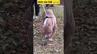 dog pitbull pitbullvs pitbullfacts pitbulldog doglover pitbulltype americanbully pitbull 😅 [upl. by Peursem]