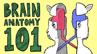 BRAIN ANATOMY BASICS In Rhyme [upl. by Alene]