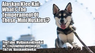 Alaskan Klee Kai temperament What are Mini Huskies like [upl. by Nivlad201]