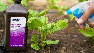 5 Benefits of Hydrogen Peroxide on Plants and Garden [upl. by Demetris775]