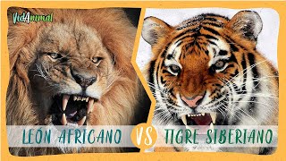 LEON AFRICANO vs TIGRE SIBERIANO ¿Cuál ganaría [upl. by Nicodemus]