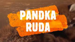 PANDKA RUDA [upl. by Alvord]