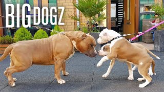 Our Giant Pitbull Family  BIG DOGZ [upl. by Seadon723]