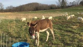 Livestock Guardian Donkey with Sheep [upl. by Leiria]