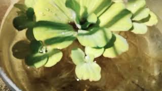 Aagaya Thamarai Plant  water hyacinth in our home made Fish Bowl [upl. by Lydie]