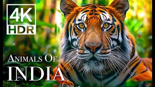 INDIA Wildlife In 4K  Amazing Scenes Of Indias Animals  Scenic Relaxation Film [upl. by Llenrahs]